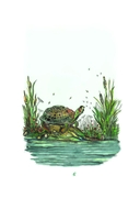 Чаму муха ва ўсе бакі бачыць — фото, картинка — 6