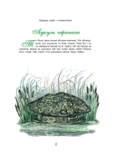 Чаму муха ва ўсе бакі бачыць — фото, картинка — 5