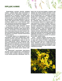 Травник. Большая энциклопедия лекарственных растений — фото, картинка — 3