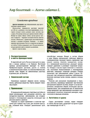 Травник. Большая энциклопедия лекарственных растений — фото, картинка — 10