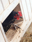 Колбаса без свинины. Как сделать колбасу и не подложить свинью. #no pork — фото, картинка — 11