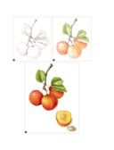 Ботаническая иллюстрация с удовольствием. Пошаговое руководство по изображению цветов, листьев, плодов и других элементов растений — фото, картинка — 16