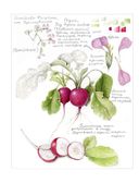 Ботаническая иллюстрация с удовольствием. Пошаговое руководство по изображению цветов, листьев, плодов и других элементов растений — фото, картинка — 3