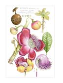 Ботаническая иллюстрация с удовольствием. Пошаговое руководство по изображению цветов, листьев, плодов и других элементов растений — фото, картинка — 6