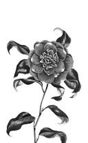 Узкая дорога на дальний север — фото, картинка — 2