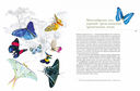 Бабочки. Основы систематики, среда обитания, жизненный цикл и магия совершенства — фото, картинка — 5
