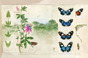Бабочки. Основы систематики, среда обитания, жизненный цикл и магия совершенства — фото, картинка — 6