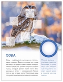 Кто живёт в лесу? — фото, картинка — 5