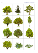 Природа в развитии и воспитании детей дошкольного возраста. 5-7 лет — фото, картинка — 9