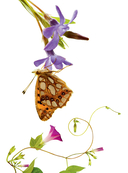 Насекомые — фото, картинка — 5