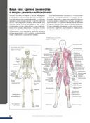 Анатомия фитнеса и силовых упражнений: иллюстрированный справочник по мышцам в действии — фото, картинка — 5