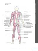 Анатомия фитнеса и силовых упражнений: иллюстрированный справочник по мышцам в действии — фото, картинка — 6