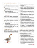 Каково быть птицей. О полетах и гнездовании, кормлении и пении — фото, картинка — 24