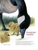 Каково быть птицей. О полетах и гнездовании, кормлении и пении — фото, картинка — 29