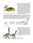 Каково быть птицей. О полетах и гнездовании, кормлении и пении — фото, картинка — 30