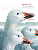 Каково быть птицей. О полетах и гнездовании, кормлении и пении — фото, картинка — 31