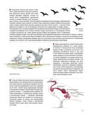 Каково быть птицей. О полетах и гнездовании, кормлении и пении — фото, картинка — 32