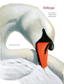 Каково быть птицей. О полетах и гнездовании, кормлении и пении — фото, картинка — 33