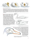 Каково быть птицей. О полетах и гнездовании, кормлении и пении — фото, картинка — 34