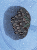 Откуда берутся дети — фото, картинка — 8