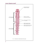 Атлас анатомии человека. Нервная система — фото, картинка — 8