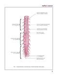 Атлас анатомии человека. Нервная система — фото, картинка — 9