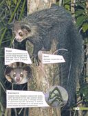 Красная книга мира. Млекопитающие, птицы, рептилии, амфибии, рыбы — фото, картинка — 27