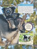 Красная книга мира. Млекопитающие, птицы, рептилии, амфибии, рыбы — фото, картинка — 29