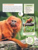 Красная книга мира. Млекопитающие, птицы, рептилии, амфибии, рыбы — фото, картинка — 31