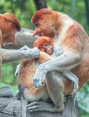 Красная книга мира. Млекопитающие, птицы, рептилии, амфибии, рыбы — фото, картинка — 35