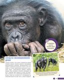 Красная книга мира. Млекопитающие, птицы, рептилии, амфибии, рыбы — фото, картинка — 37