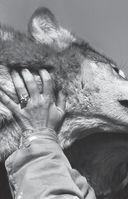 Сила волчьей стаи. Реальные истории из жизни диких хищников — фото, картинка — 6