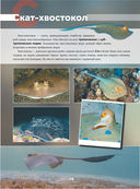 Подводный мир. 101 видео и 1001 фотография — фото, картинка — 13