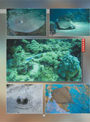 Подводный мир. 101 видео и 1001 фотография — фото, картинка — 14