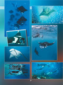 Подводный мир. 101 видео и 1001 фотография — фото, картинка — 6