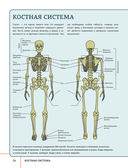 Атлас анатомии человека с дополненной реальностью — фото, картинка — 15