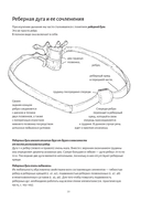 Анатомия дыхания — фото, картинка — 7