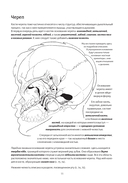 Анатомия дыхания — фото, картинка — 8