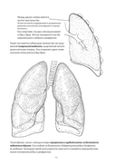 Анатомия дыхания — фото, картинка — 9