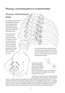 Анатомия дыхания — фото, картинка — 10