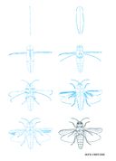 Рисуем 50 насекомых — фото, картинка — 3