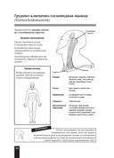 Мышцы человека. Краткий справочник — фото, картинка — 13