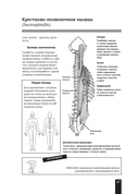 Мышцы человека. Краткий справочник — фото, картинка — 14