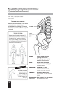 Мышцы человека. Краткий справочник — фото, картинка — 15