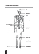 Мышцы человека. Краткий справочник — фото, картинка — 9