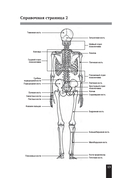 Мышцы человека. Краткий справочник — фото, картинка — 10