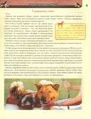 Собаки — фото, картинка — 2