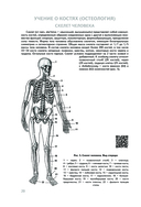 Анатомия человека — фото, картинка — 19