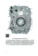 Анатомия человека — фото, картинка — 9