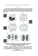 Анатомия человека — фото, картинка — 10